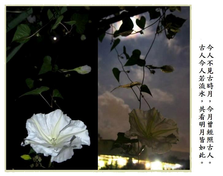 閒閒花集 月光花moonflower 暮色中永不散去的容顏 生命中永不掉失的溫暖