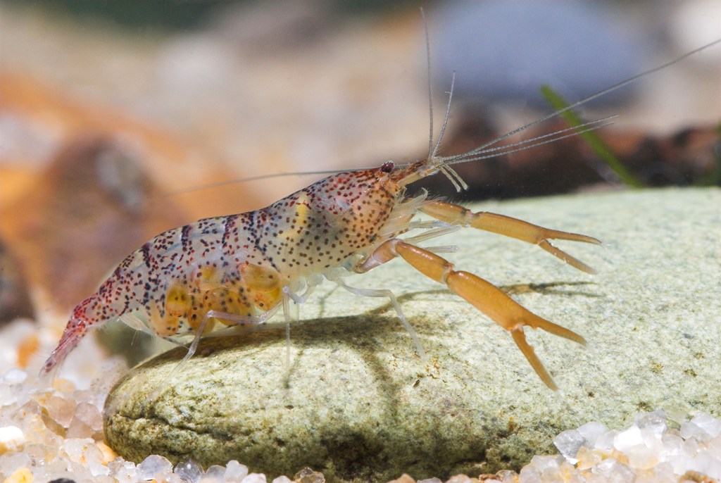 Delicious Freshwater Shrimp Taste and Quality Fresh Water Shrimps