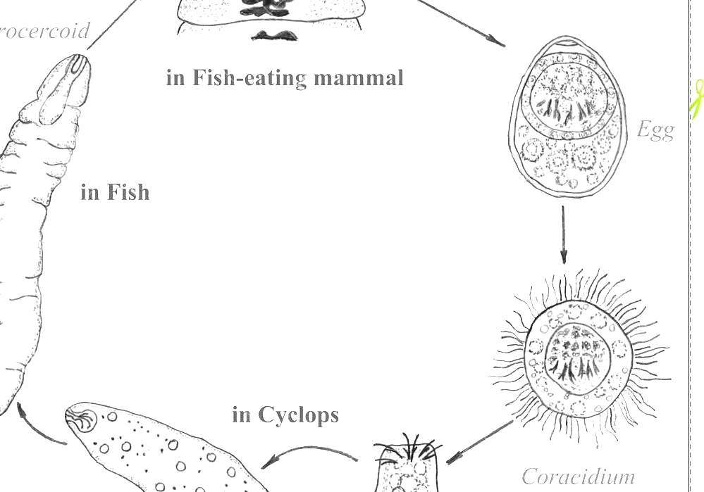 Diphyllobothrium Broad Fish Tapeworm