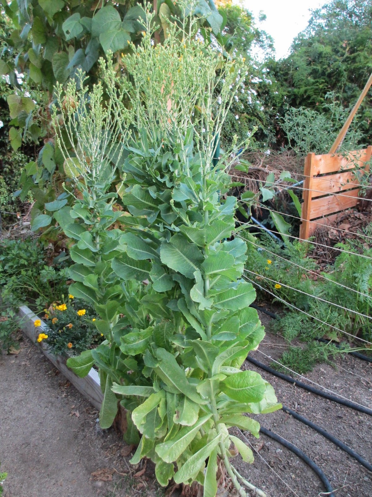 Andie's Way Collecting Seeds for Next Year's Harvest