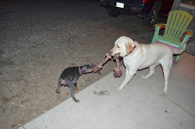 Tug of War Photo by Trisha Field
