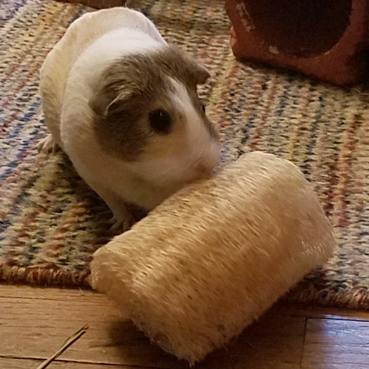 Cavy Savvy A Guinea Pig Blog Guinea Pig Product Review Small Pet