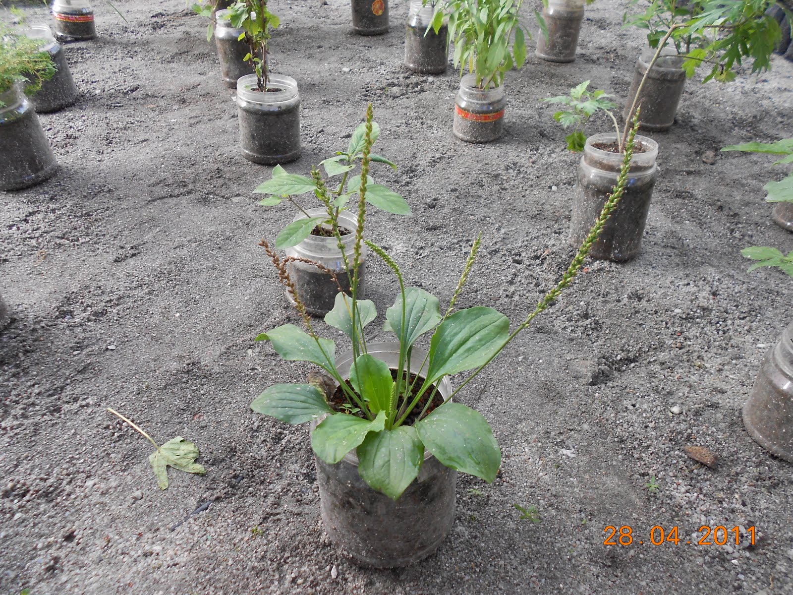 Taman Herba: Taman Herba