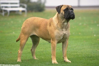 Best Bullmastiff Guard Dog bullmastiff guard dog