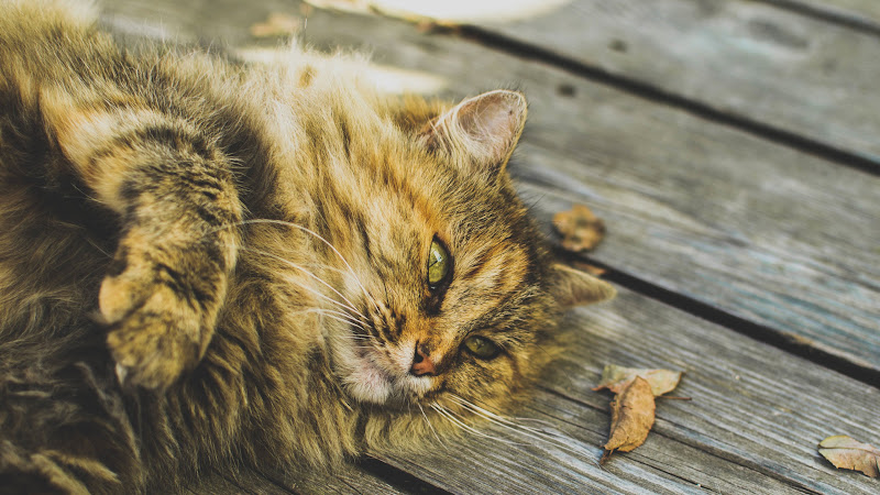 Relaxed Cat HD