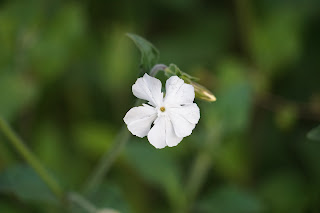 Exemple d'images avec le Sony A7 III + 24-240. Essai / test photo. Image / picture sample. Fleur blanche. Macro..