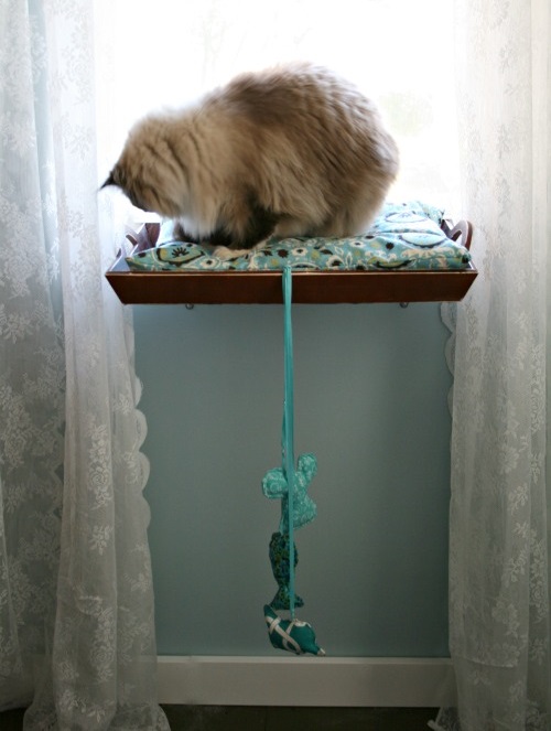 Truques para quem tem gatos em casa! Truques para quem tem gatos em casa!