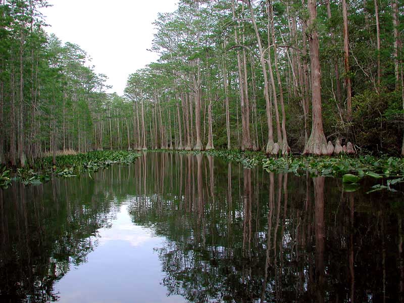 Southern | Civil: Best Places in the Southeast for Eco Tourism