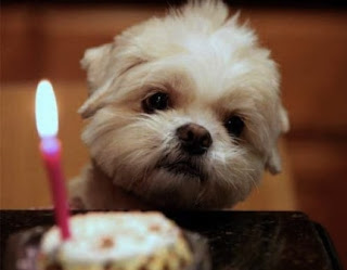 cumpleaños de bichon maltes bichon maltes happy
