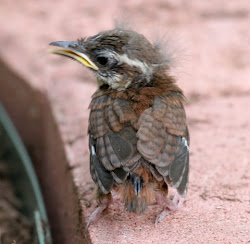 bird poop texas fledgling north