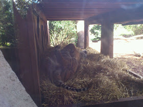 Sleeping Tiger on its back