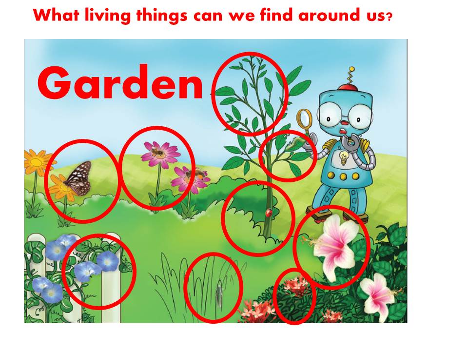 SCIENCE SECOND GRADE LIVING THINGS AND THEIR ENVIRONMENT