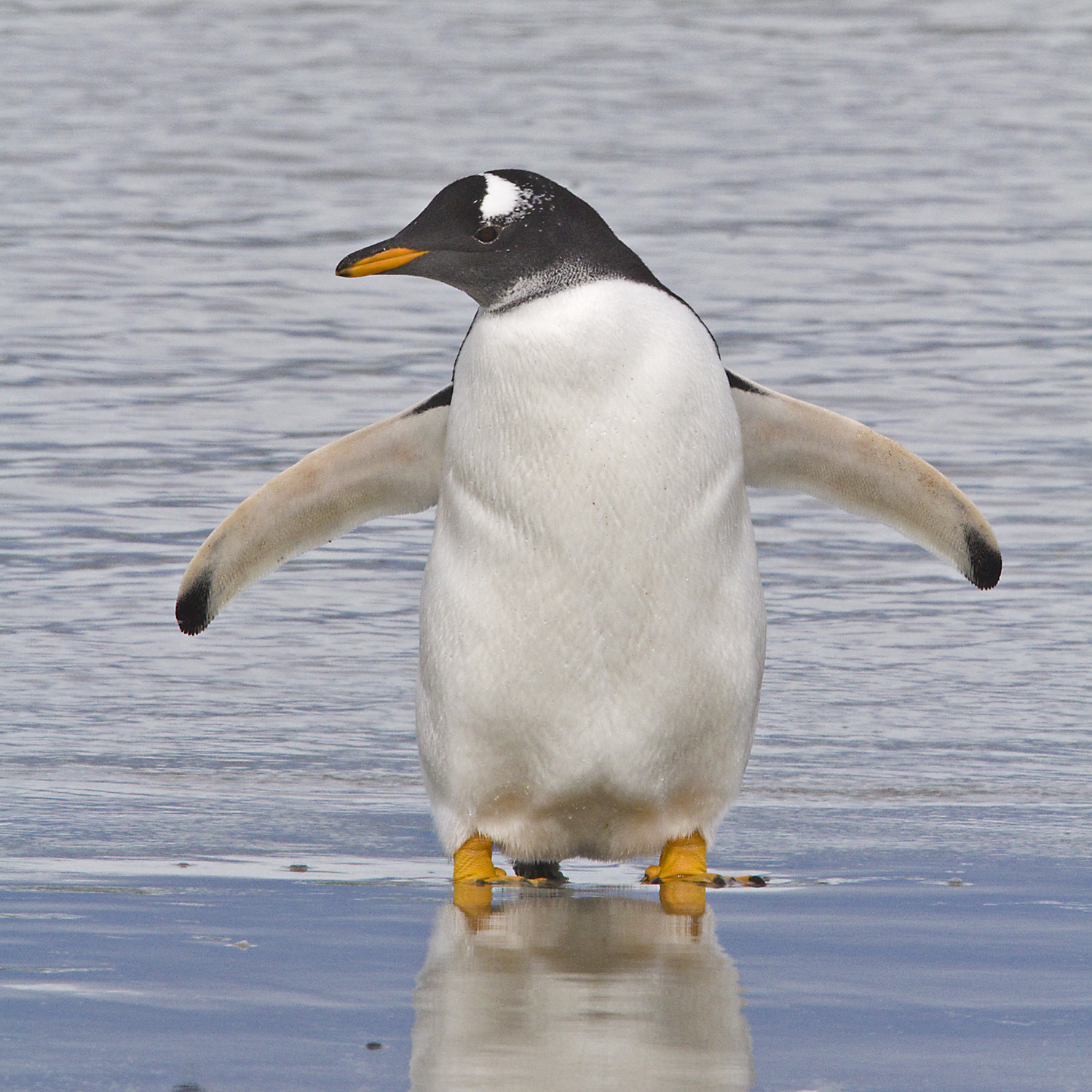 Antarctica & South America: A Day in the Falklands, Gentoo Penguins