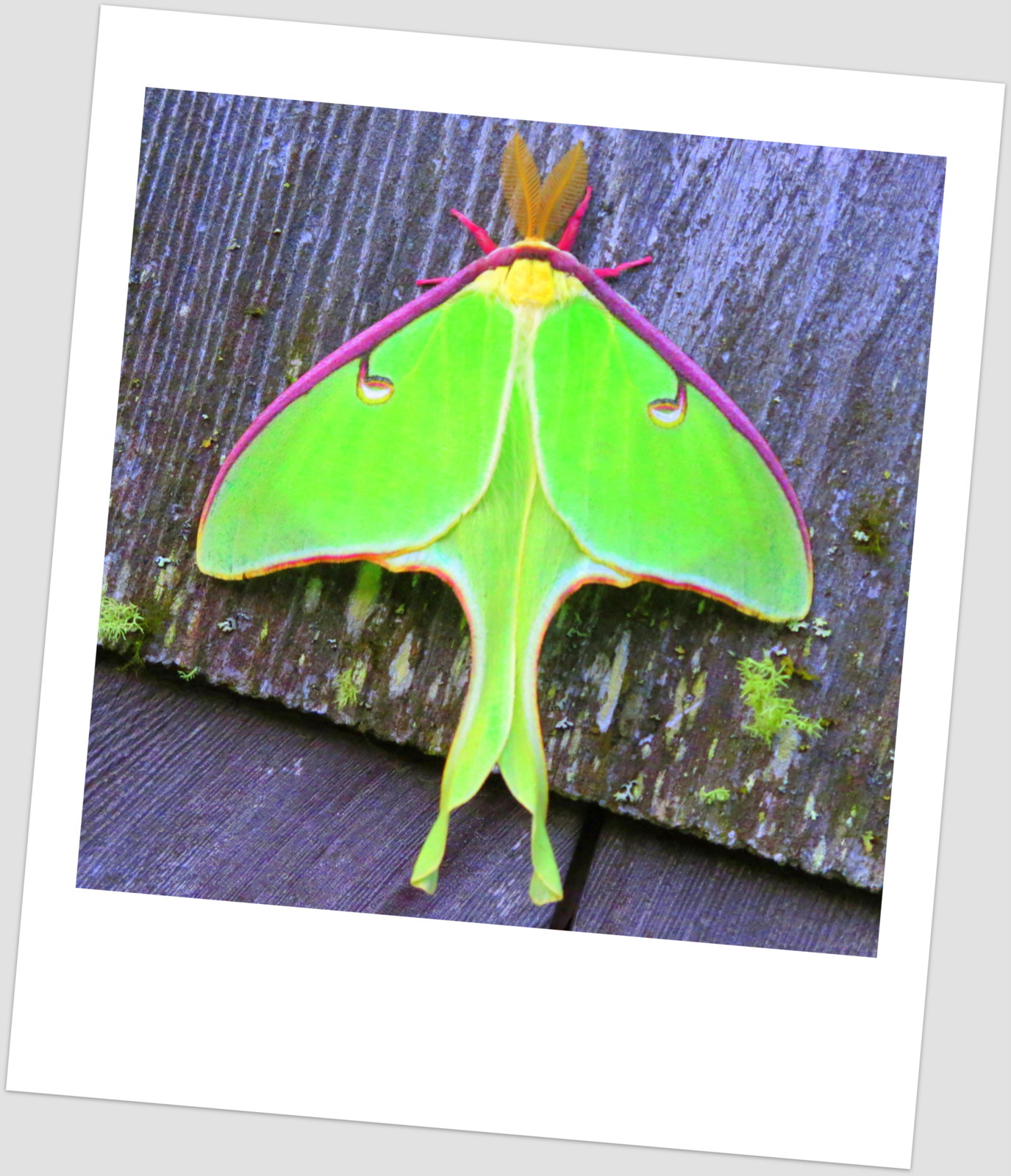 How Do Moths Get Pregnant