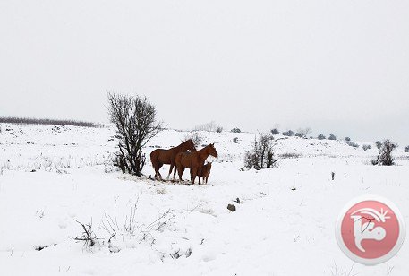 FOTOS , VIDEO: historica nevada en jerusalen israel. FOTOS , VIDEO: historica nevada en jerusalen israel.