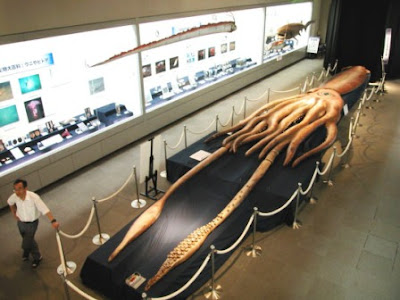Los extraños Calamares Gigantes (Architeuthis).