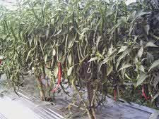 Cara Meningkatkan Produksi Cabe Cara Meningkatkan Produksi Cabe