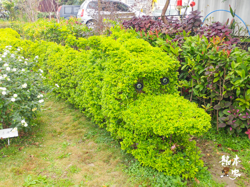鶯歌永吉公園IG網美景點|炮仗花、櫻花齊登場還有3D立體彩繪步道