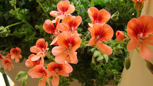 Geranios (Pelargonium sp.).