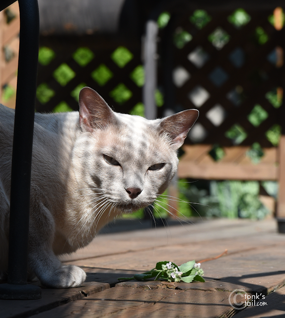 Faraday is not amused #tonkinesecats