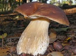 Uluitor cat de mari au crescut hribii! Cum arata ciupercile uriase din Munţii Bargaului