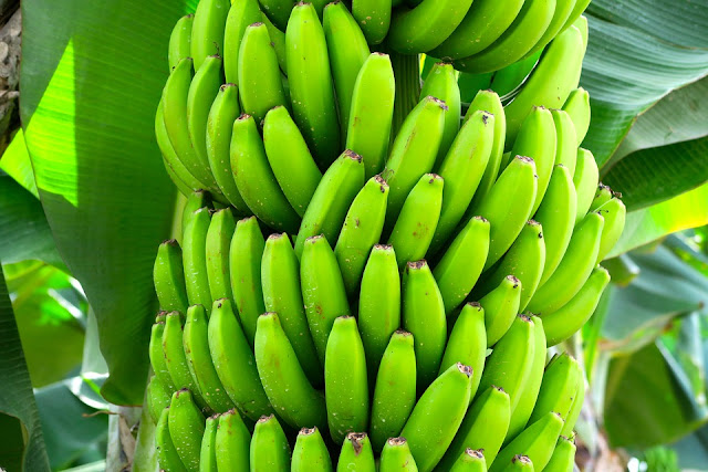 Banana For Constipation, Banana Constipation, Bananas And Constipation, Are Bananas Good For Constipation, Constipation Relief, Do Bananas Cause Constipation, How To Treat Constipation