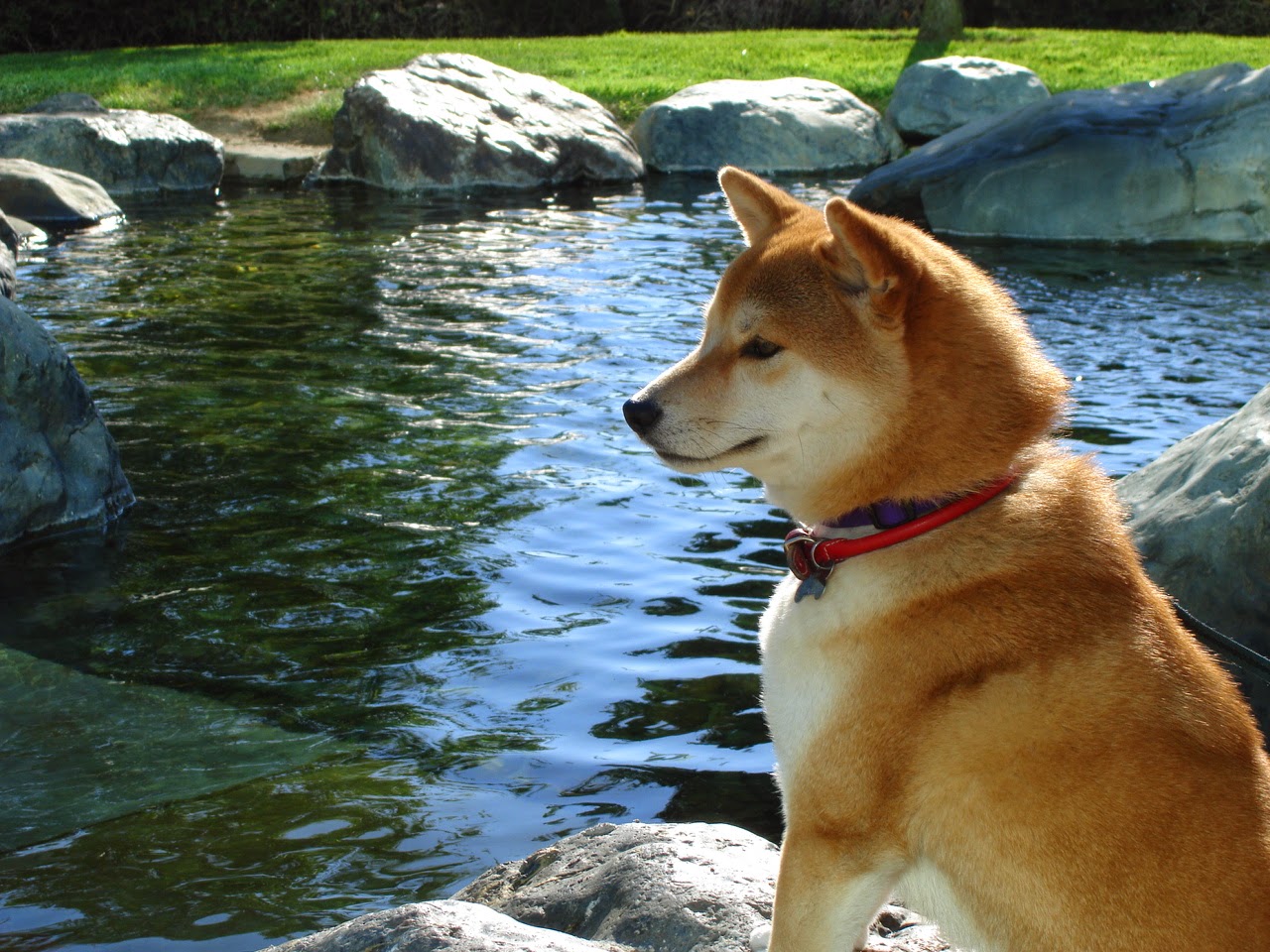 Todo Sobre Perros: Shiba inu