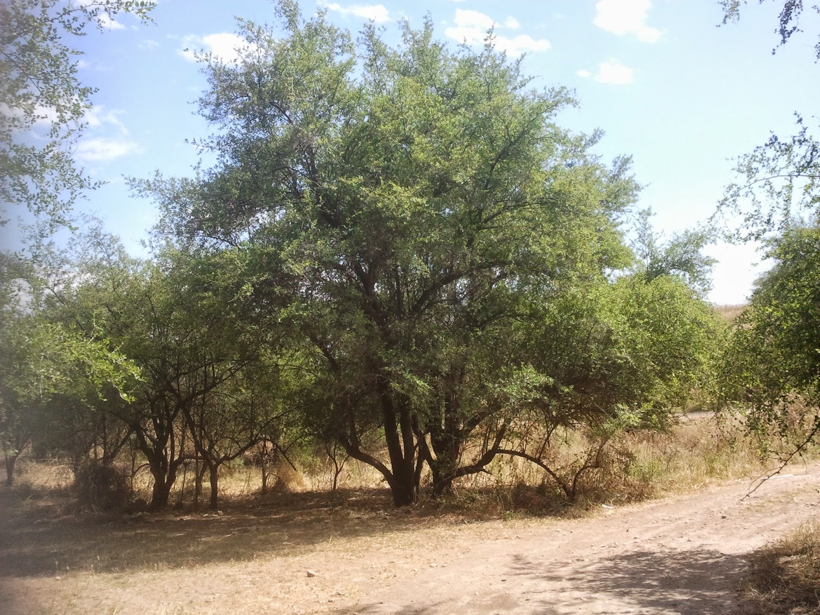 Species Wild Ziziphus spinachristi