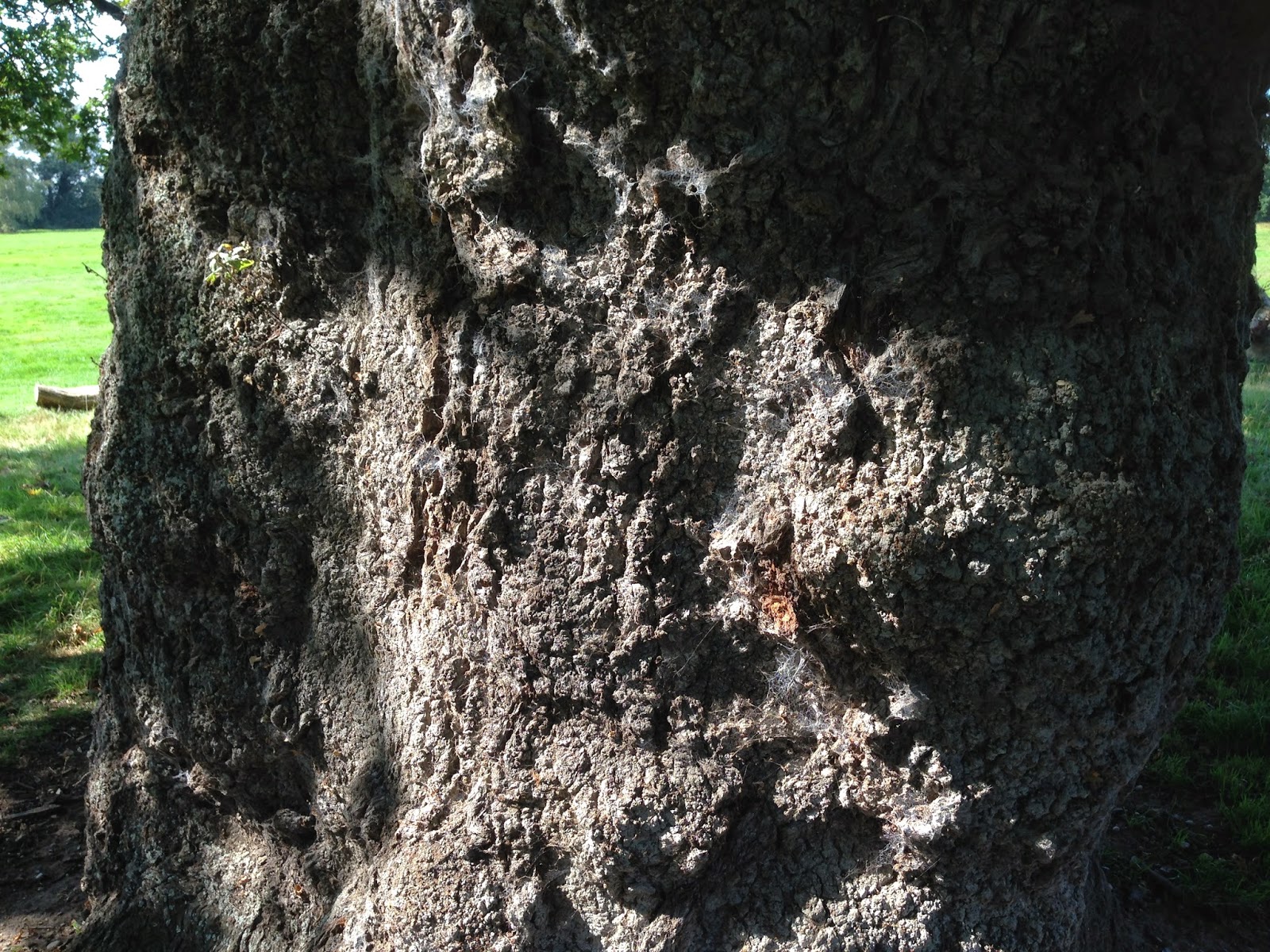 HEART OF BALANCE: The gorgeous pollarded Oak at Earlham Park, Norwich ...