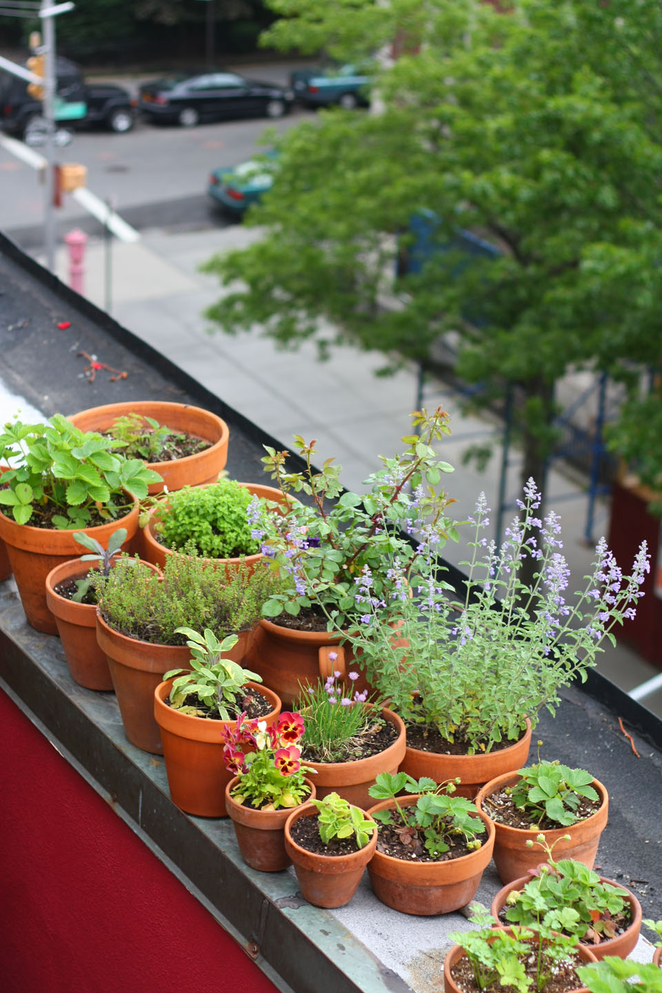 66 Square Feet (Plus) Plants for a roof garden up and down 66 Square Feet (Plus) Plants for a roof garden up and down