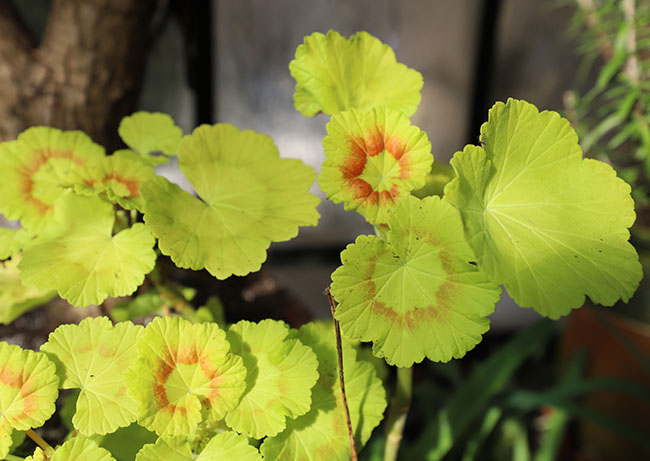 Winter Gardening Ramps Up - Book Reviews Pour In Winter Gardening Ramps Up - Book Reviews Pour In