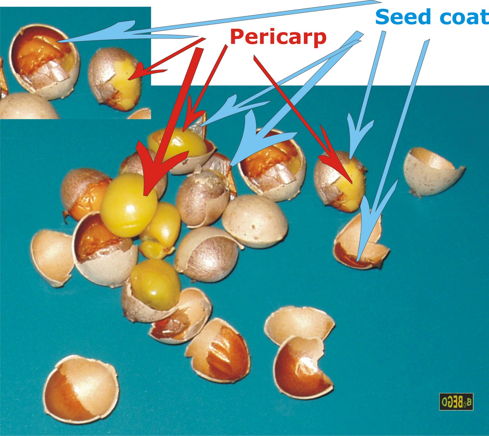 Encyclopedia of Ginkgo Nature's Miracle Ginkgo biloba , Book 1. By B. M