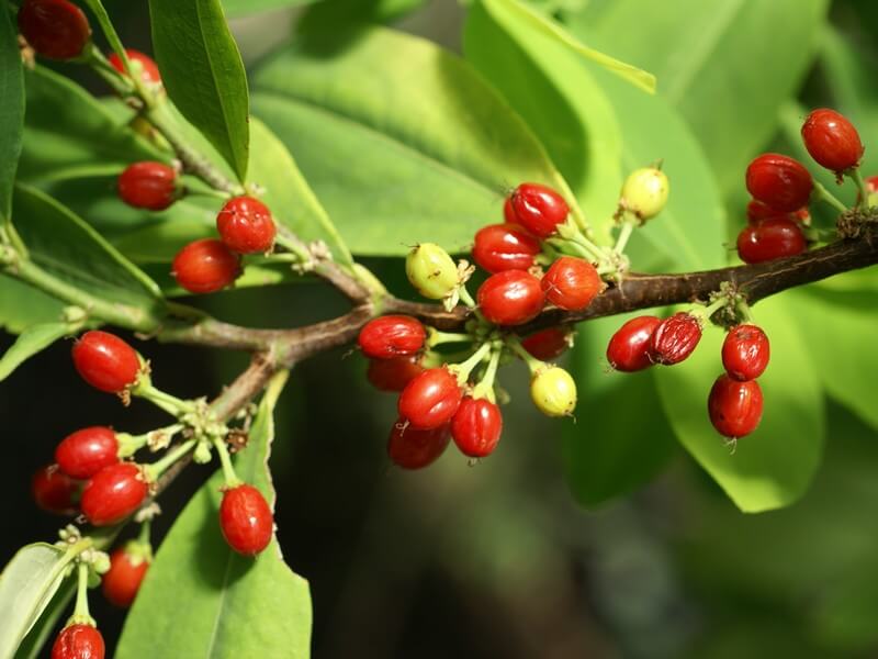 Buy Columbia Coca Seeds Online Acheter des graines de coco Erythroxylum, des graines de coca