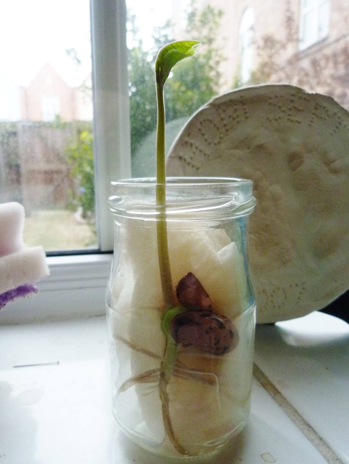 Gardening Growing a Runner Bean for children