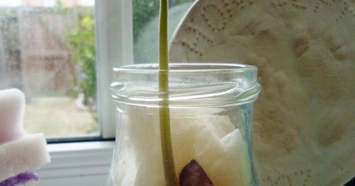 Gardening Growing a Runner Bean for children