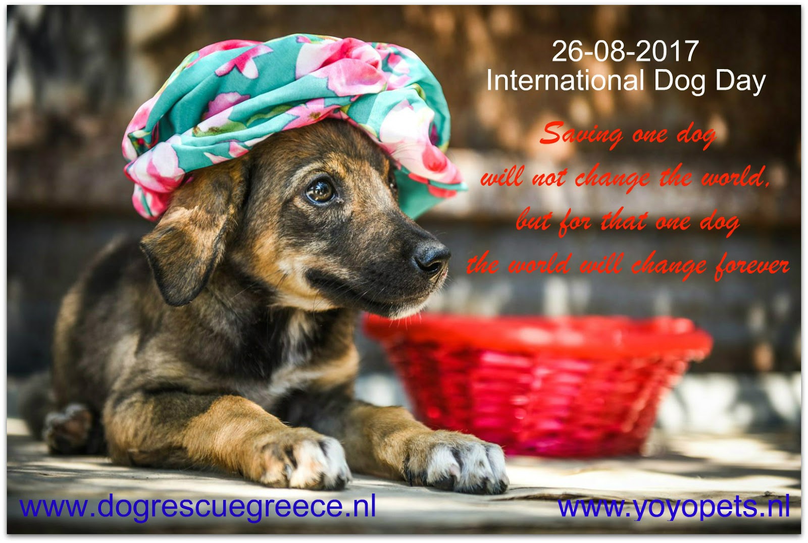 international puppy day 2017 explore international day today s homepage international puppy day 2017 explore international day today s homepage