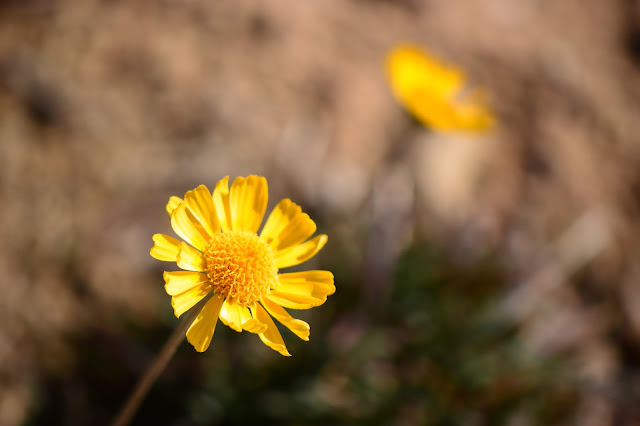 Tetraneuris acaulis tetraneuris acaulis, desert bloom, winter bloom, small sunny garden, desert garden, amy myers