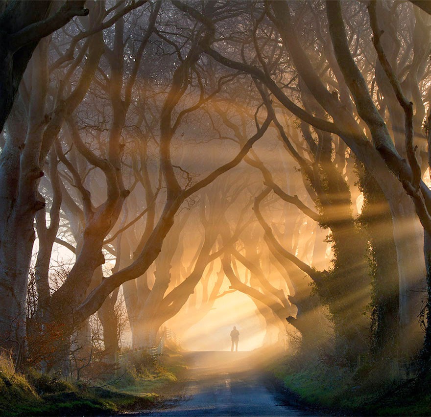 1. The Dark Hedges in Northern Ireland - 20 Magical Tree Tunnels You Should Definitely Take A Walk Through