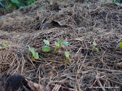eight acres: seeds or seedlings?