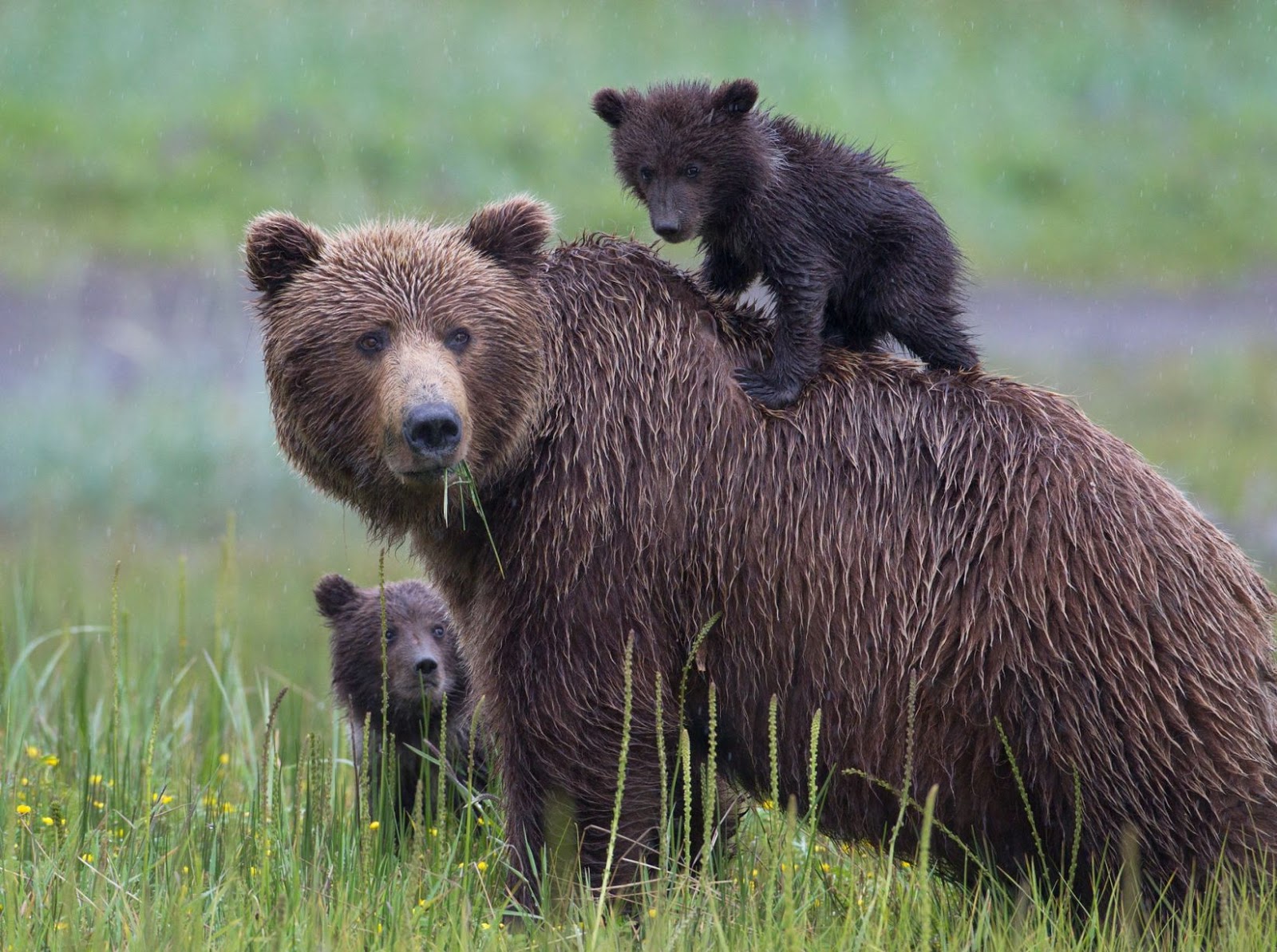 The Bear'S Matae: Uncovered Secrets - f7fz3l2