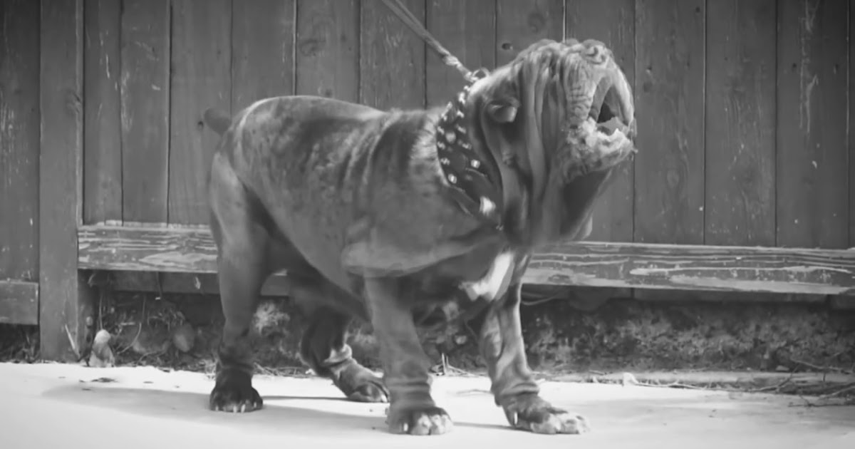 French Vocabulary Illustrated molosse