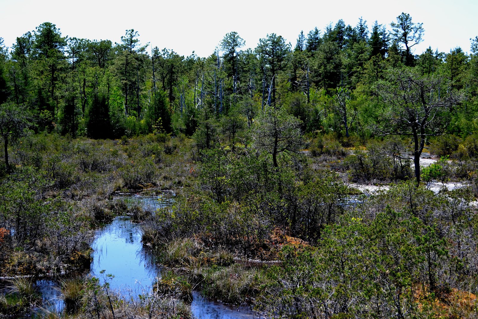 Brooklyn Bird Club Field Trip Reports May 18th20th 2012 Spring