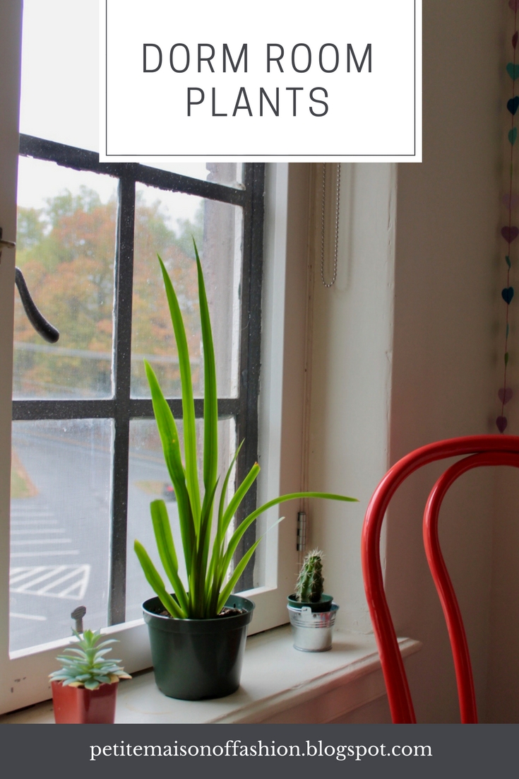 Dorm room plants, easy succulents to take care of