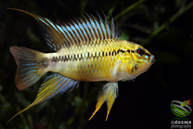 Apistogramma sp. pacman / sp. D12