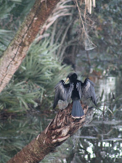 Anhinga Anhinga