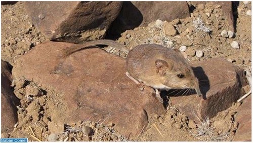 Spesies Tikus Pelik Dengan Hidung Seperti Belalai Gajah Ditemui di ...