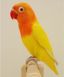 lovebird lutino lovebird lutino
