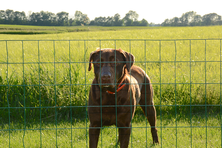 Gardening; Gracie | My Darling Days Gardening; Gracie | My Darling Days