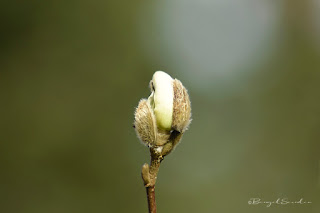 Sternmagnolie