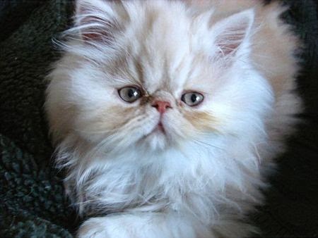 gato-himalayo-raza-caracteisticas